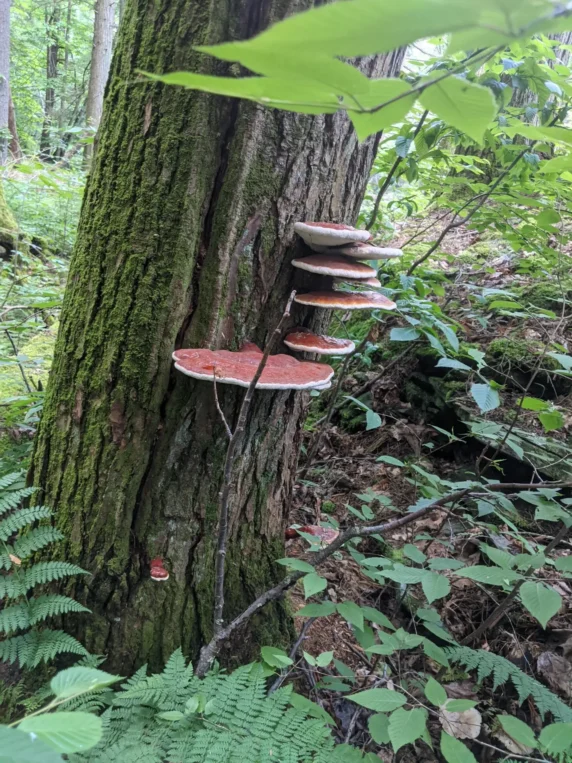 image of fresh reishi on tree