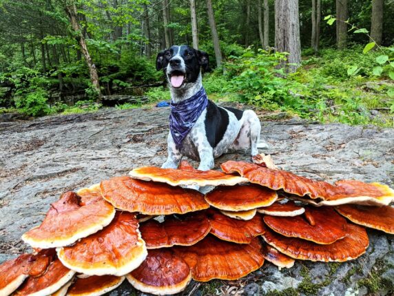 image of happy reishi dog