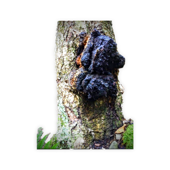 image of chaga on birch