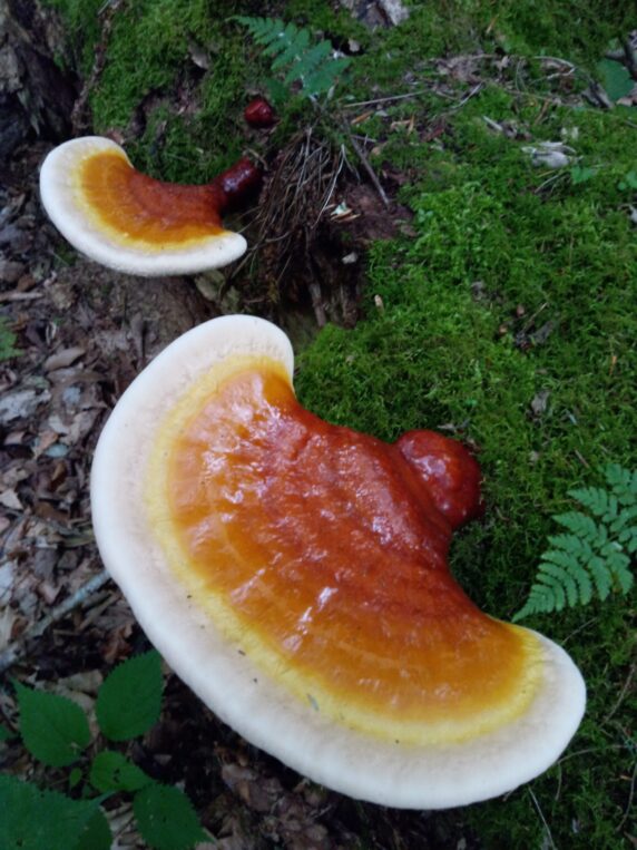 image of young reishi mushrooms