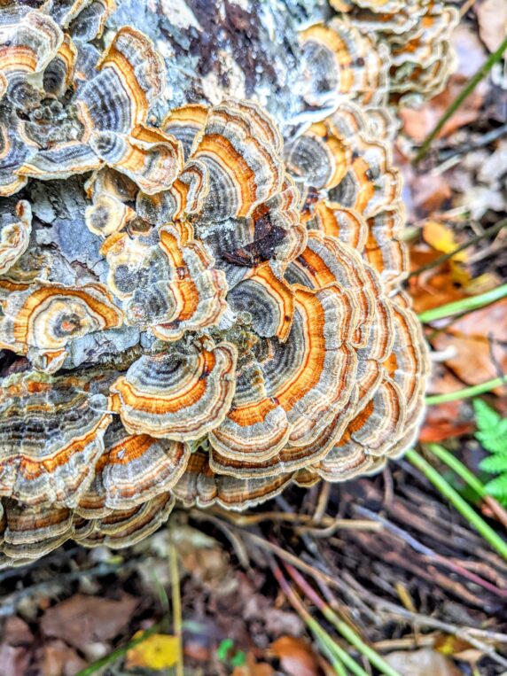 image of turkey tail