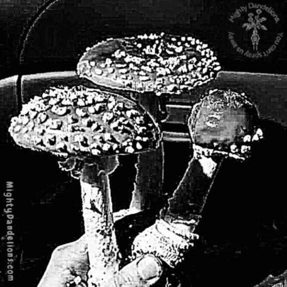 image of black and white amanita