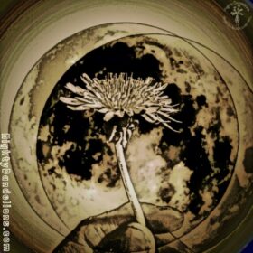 image of dandelions under the moon merch sticker