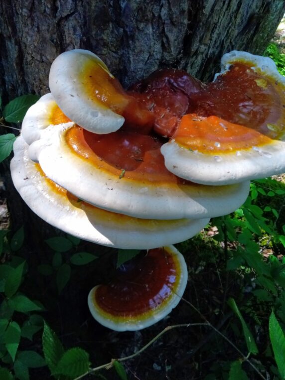 image of reishi mushroom